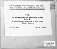 Melampsoridium betulinum image